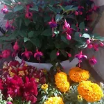 Marketos 스보로나타