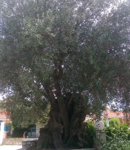 Marketos *