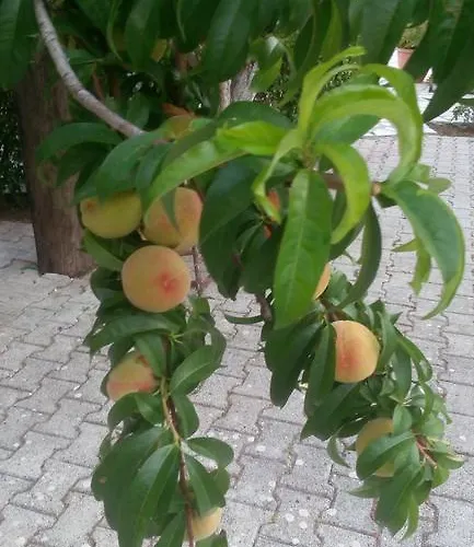 Appartement Marketos